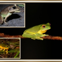 FROG COLLAGE