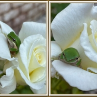 FROG IN FLOWER COLLAGE