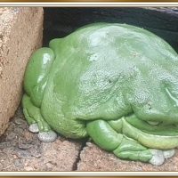 BIG FROG