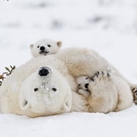 Polar Bears