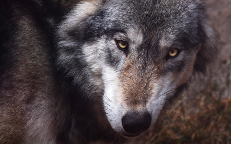 Wolf - animal, face, lup, wolf
