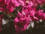 Bougainvillea Pink