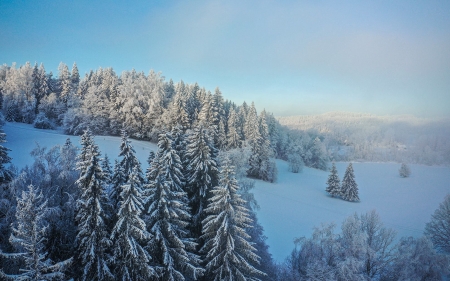 Winter Landscape - Latvia, hills, winter, spruces