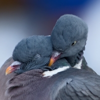 Pigeons