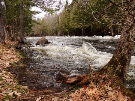 River Rapids - nature, photography, rapids, river, trees
