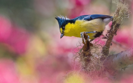 Bird - blue, yellow, spring, blue tit, flower, primavara, pasari, nature, bitd, pitigoi