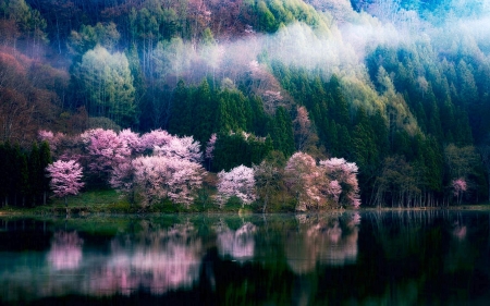 In The Morning Mist - reflections, blossoms, trees, water, spring