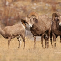 Mountain Sheep