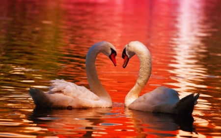 Swans - colors, water, reflections, lake