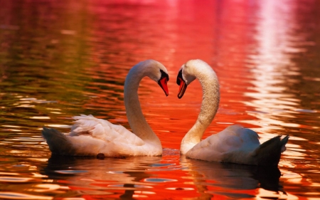 Swans - reflections, lake, colors, water