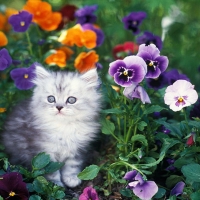 Shaded Silver Persian Kitten In Garden With Pansies