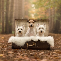 Cute Dogs