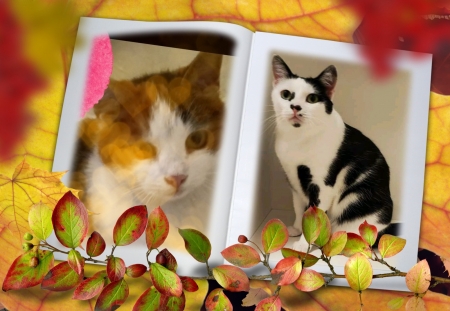 My cat and my freind cat