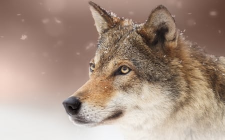 Wolf - snow, animal, nature, wolf