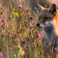 Fox