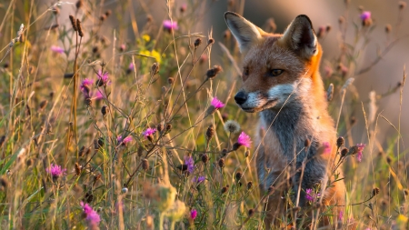 Fox - cute, animal, nature, fox