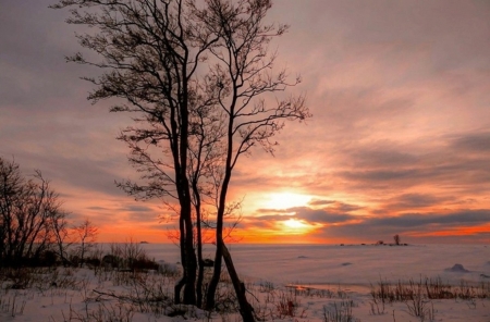 winter scene - nature, photo, scene, winter