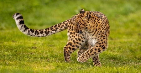 Leopard - animal, spot, Leopard, paw