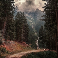 Path in the mountains among the pines