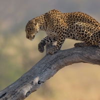 Leopard in Tree