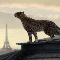 Leopard on the roof of a house in Paris