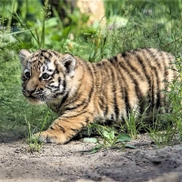 Tiger cub