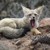 Yawning Screech Fox from Chile