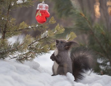 That's my glove? - winter, glove, black, craciun, iarna, christmas, veverita, squirrel, animal
