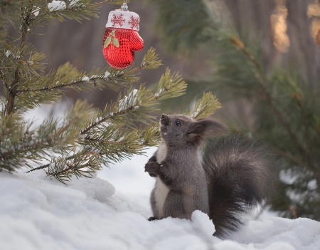 That's my glove? - winter, glove, veverita, christmas, black, animal, craciun, iarna, squirrel