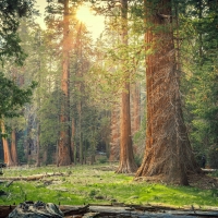 Sequoia-National-Park