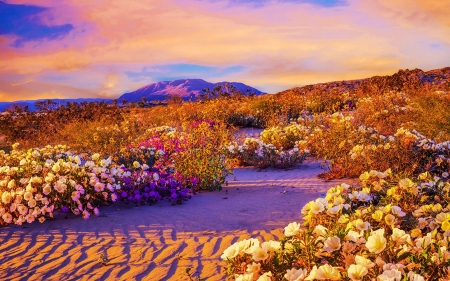 Anza Borrego Desert State Park, California - usa, flowers, clouds, hills, sunset, plants, colors, sky