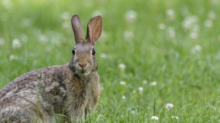 Hare - rabbit, animal, hare, ears