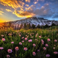 Mount Rainier-National Park-Washington