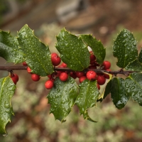 Holly Berries