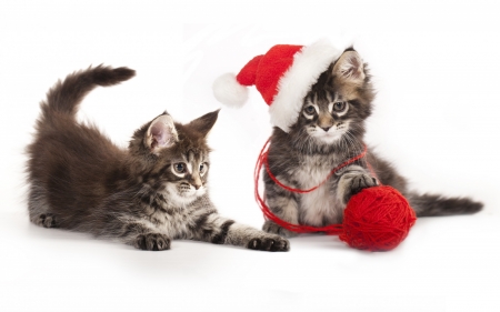 Two-fluffy-kittens - Kitty, fluffy, kittens, Two, cat