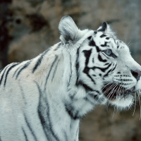 White-Tiger