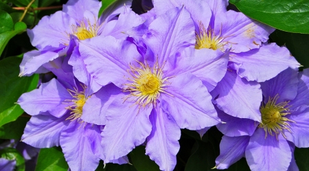 Clematis flower - summer, beautiful, leaves, flower, spring