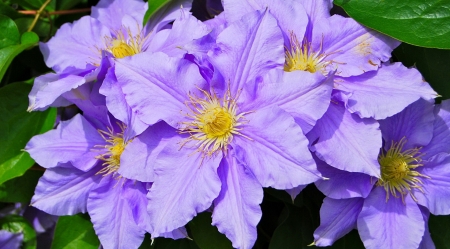 Clematis flower