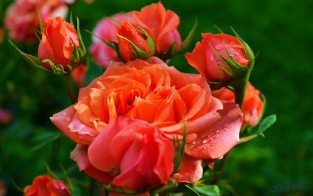 Orange roses