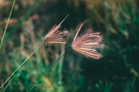 Brown Grass