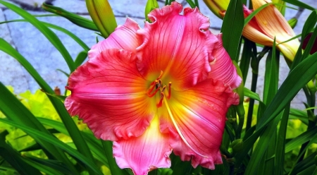Lily flower - beautiful, flower, fragrance, garden, lily, scent, spring, summer