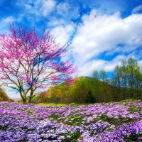 Smoky Mountain Spring, Tennessee