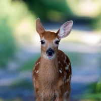 Deer