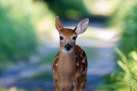 Deer - caprioara, fawn, animal, deer