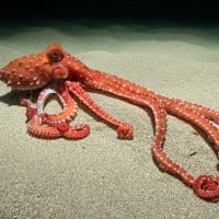 Octopus off the Coast of Spain