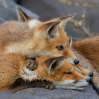 Foxes