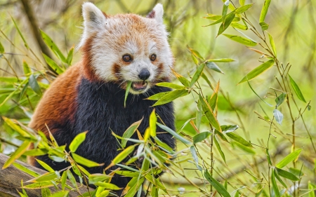 Red Panda