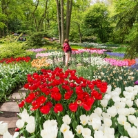 Keukenhof Gardens, Netherlands