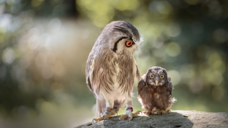 Attention, please ! - owl, chick, nature, funny