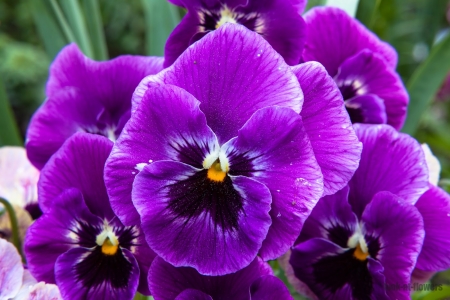 Pansies - panselute, pansy, purple, flower, spring